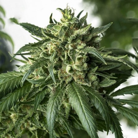 Насіннячко Auto White Russian XXL від Errors-Seeds Україна