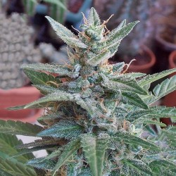 Auto White Widow feminised (Errors-Seeds)