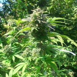 Auto Whiteberry feminised (Errors-Seeds)