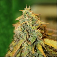AK-47 feminised (Errors-Seeds)