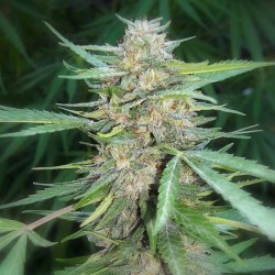 Amnesia Haze feminised (Errors-Seeds)