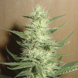 Big Bud feminised (Errors-Seeds)