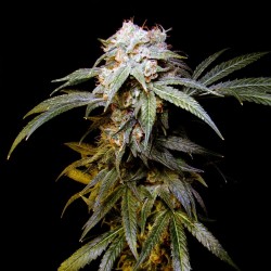 Black Domina feminised (Errors-Seeds)