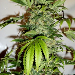 Black Russian feminised (Errors-Seeds)