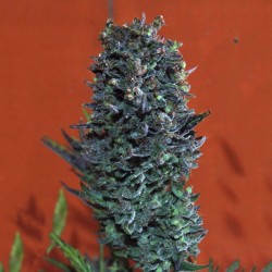 Black Spider feminised (Errors-Seeds)