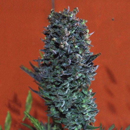 Семечко Black Spider от Errors-Seeds Украина