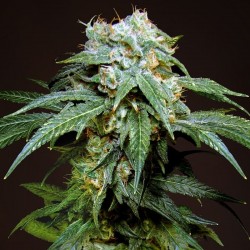 Black Widow feminised (Errors-Seeds)