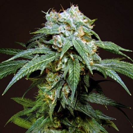 Семечко Black Widow fот Errors-Seeds Украина