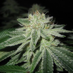 Blue Power feminised (Errors-Seeds)