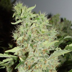 Bubble Gum feminised (Errors-Seeds)