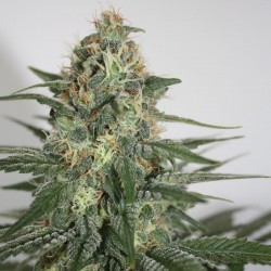 Chill-OM feminised (Errors-Seeds)