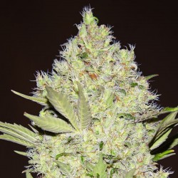 Chronic feminised (Errors-Seeds)