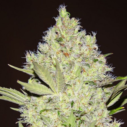 Насіннячко Chronic від Errors-Seeds Україна