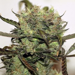 Early Durban feminised (Errors-Seeds)