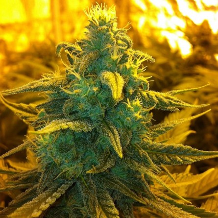 Семечко Exodus Cheese от Errors-Seeds Украина