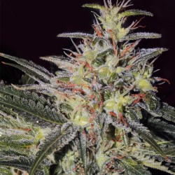 Fruity Trips feminised (Errors-Seeds)