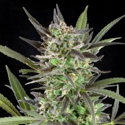 G13 Skunk feminised (Errors-Seeds)