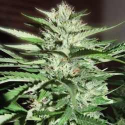 G13 feminised (Errors-Seeds)