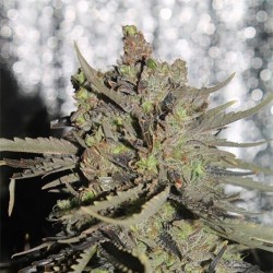 Hard Day feminised (Errors-Seeds)
