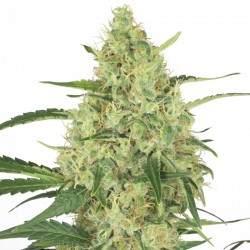 Hash Passion feminised (Errors-Seeds)
