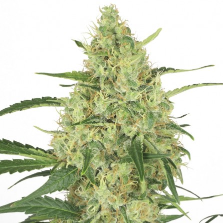 Семечко Hash Passion от Errors-Seeds Украина