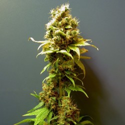 Hashberry feminised (Errors-Seeds)