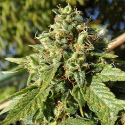 Hawaii feminised (Errors-Seeds)