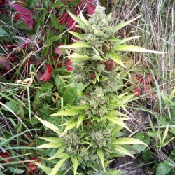 Jack Herer feminised (Errors-Seeds)
