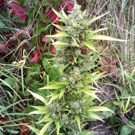 Семечко Jack Herer от Errors-Seeds Украина