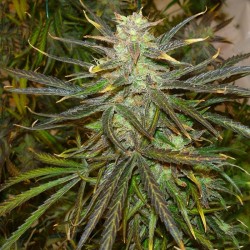 Jamaican Orange Skunk feminised (Errors-Seeds)