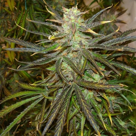 Насіннячко Jamaican Orange Skunk від Errors-Seeds Україна