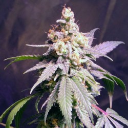 Jock Horor feminised (Errors-Seeds)