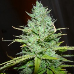 Kalashnikova feminised (Errors-Seeds)