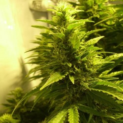 Kalichakra feminised (Errors-Seeds)