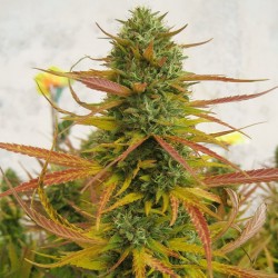 Lemon OG Kush feminised (Errors-Seeds)