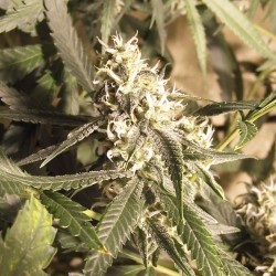 Lemon Skunk feminised (Errors-Seeds)