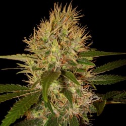 Martian Mean Green feminised (Errors-Seeds)