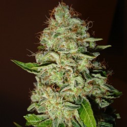 Mazar feminised (Errors-Seeds)