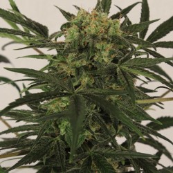MK-Ultra feminised (Errors-Seeds)
