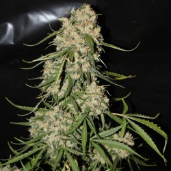Mountain Kush feminised (Errors-Seeds)