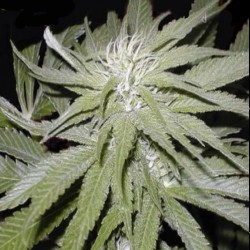 Narkush feminised (Errors-Seeds)