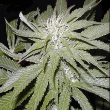 Насіннячко Narkush від Errors-Seeds Україна