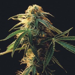 New Moon feminised (Errors-Seeds)
