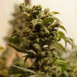 New York Diesel feminised (Errors-Seeds)