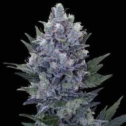 Northern Lights feminised (Errors-Seeds)