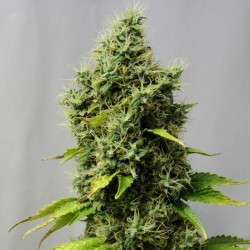 Original Skunk feminised (Errors-Seeds)