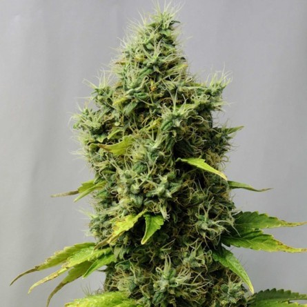 Семечко Original Skunk от Errors-Seeds Украина