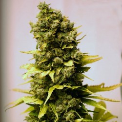 Power Africa feminised (Errors-Seeds)