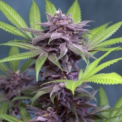 Purple Sunset feminised (Errors-Seeds)