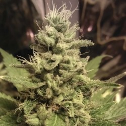 Russian Snow feminised (Errors-Seeds)